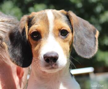 Bagel -  Beagle Dog for Adoption in Bedford, Virginia - Bagel | PetCurious