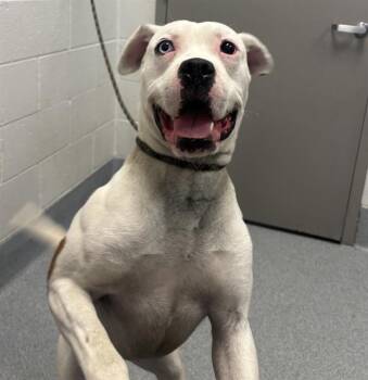 JEFFERY -  Pit Bull Terrier Dog for Adoption in Indianapolis, Indiana - JEFFERY | PetCurious