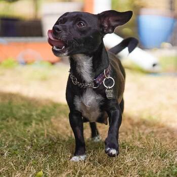 Marcie -  Chiweenie Dog for Adoption in Portland, Oregon - Marcie | PetCurious