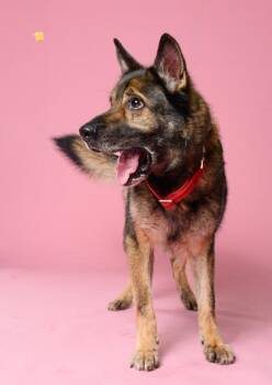 German Shepherd Dog and Mixed Breed Dogs Available for Adoption in Atlanta, Georgia - Coco-Lu | PetCurious