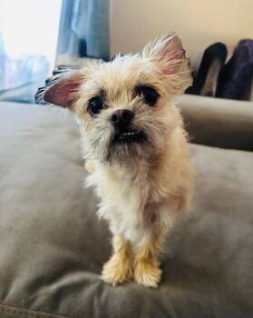 Brussels Griffon Dogs Available for Adoption in Los Angeles, California - Bea | PetCurious