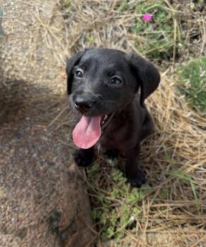 Benito -  Miniature Schnauzer and Labrador Retriever Dog for Adoption - Benito | PetCurious