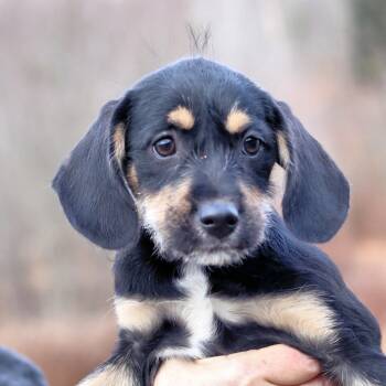 Rescue Mixed Breed Dogs for Adoption in Eastford, Connecticut - CT Draculette | PetCurious