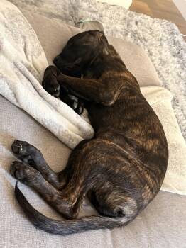 Max -  Dutch Shepherd and Labrador Retriever Dog for Adoption in San Diego, California - Max | PetCurious
