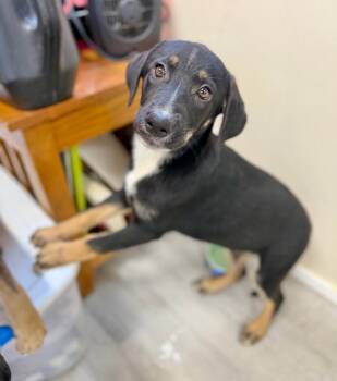 Jolene -  Mixed Breed Dog for Adoption in Ellijay, Georgia - Jolene | PetCurious