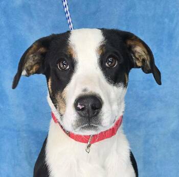 Terrier Dogs Available for Adoption in Newport, Tennessee - Kylar | PetCurious