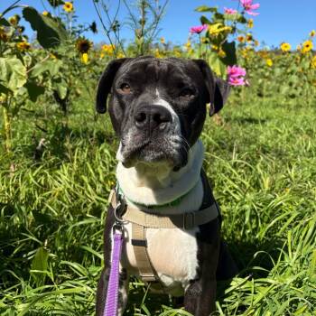 Rescue Mixed Breed Dogs for Adoption in Hendersonville, North Carolina - Mr. Wonderland | PetCurious