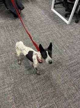 Rat Terrier and Mixed Breed Dogs Available for Adoption - East | PetCurious