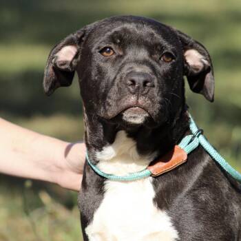 Pit Bull Terrier and Boxer Dogs Available for Adoption in Columbia, South Carolina - Protein Bar | PetCurious