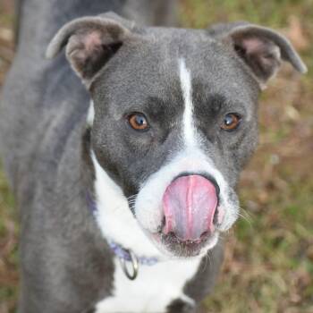 Mixed Breed Dogs Available for Adoption - Sugar | PetCurious