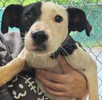Maisy -  Mixed Breed Dog for Adoption in Raleigh, North Carolina - Maisy | PetCurious