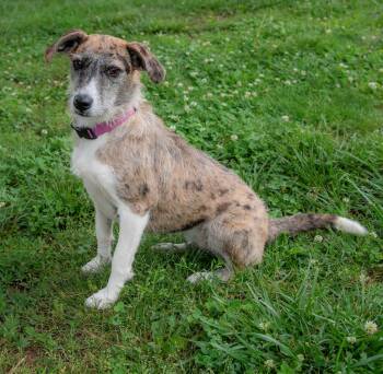 Terrier Dogs Available for Adoption in Nashville, Tennessee - Drift | PetCurious