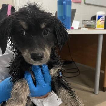 Trolli -  Terrier and Shepherd Dog Available for Adoption in Edinburg, Texas - Trolli | PetCurious