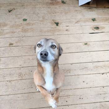 Daniel -  Terrier and Mixed Breed Dog for Adoption in Bristol, Indiana - Daniel | PetCurious