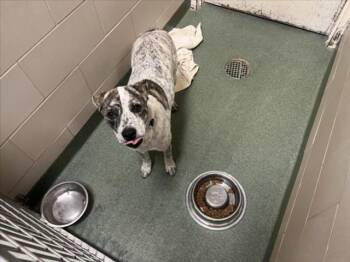 Mixed Breed Dogs Available for Adoption - BABY | PetCurious