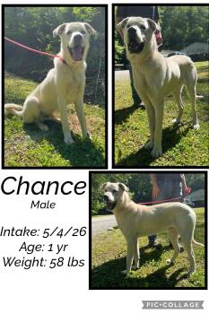 Chance -  Labrador Retriever Dog Available for Adoption in Staffordsville, Kentucky - Chance | PetCurious