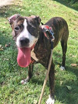 Rescue American Staffordshire Terrier Dogs for Adoption in Binghamton, New York - Majesty | PetCurious