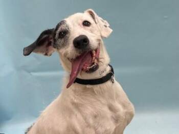 Louie -  Terrier and Collie Dog for Adoption in Minneapolis, Minnesota - Louie | PetCurious