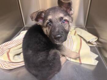 CHOMP -  German Shepherd Dog Dog for Adoption in Tustin, California - CHOMP | PetCurious