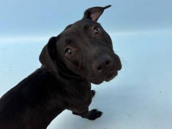 Queen Unicorn -  Pit Bull Terrier and Mixed Breed Dog for Adoption in Woodbury, Minnesota - Queen Unicorn | PetCurious