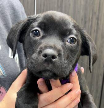 American Bulldog Dogs Available for Adoption - Clover (AO35516) | PetCurious