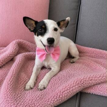 Paris -  Jack Russell Terrier Dog for Adoption in Crosby, Texas - Paris | PetCurious