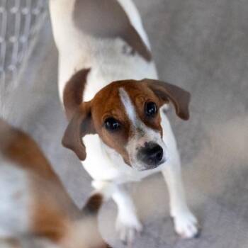 TINKERBELL -  Terrier Dog for Adoption in Seymour, Indiana - TINKERBELL | PetCurious