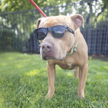 Praline -  Pit Bull Terrier Dog for Adoption in Dublin, California - Praline | PetCurious