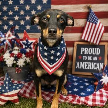 Zep -  Mixed Breed Dog for Adoption in Columbiana, Alabama - Zep | PetCurious