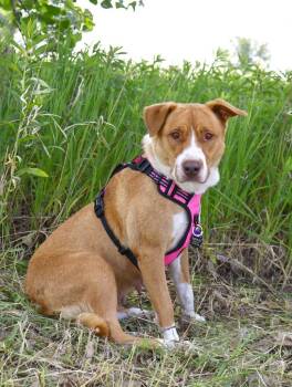 Jane Austen - Foster to Adopt -  Shepherd and Great Pyrenees Dog for Adoption in Savage, Minnesota - Jane Austen - Foster To Adopt | PetCurious
