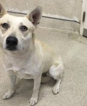 German Shepherd Dog Dogs Available for Adoption - SPARKLE | PetCurious