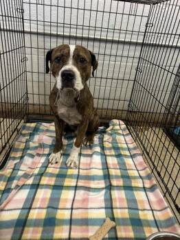 Pit Bull Terrier Dogs Available for Adoption in Mobile, Alabama - Carlos | PetCurious