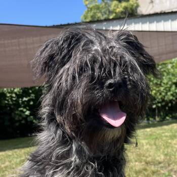 Mitochondria -  Shih Tzu Dog for Adoption in Fort Wayne, Indiana - Mitochondria | PetCurious