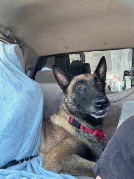 Rescue Belgian Shepherd Malinois Dogs for Adoption in Naperville, Illinois - Khan | PetCurious