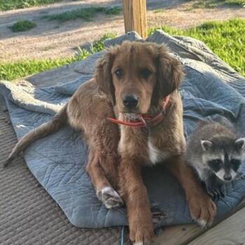 Chewy -  Golden Retriever and Labrador Retriever Dog for Adoption in Normal, Illinois - Chewy | PetCurious