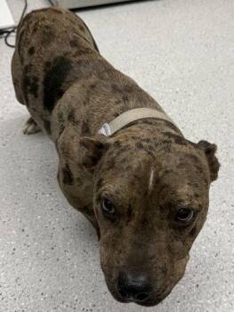 Fontana -  Mixed Breed Dog for Adoption in Oakland, California - Fontana | PetCurious