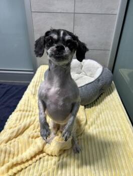 Shih Tzu and Mixed Breed Dogs Available for Adoption in Schenectady, New York - Elroy | PetCurious