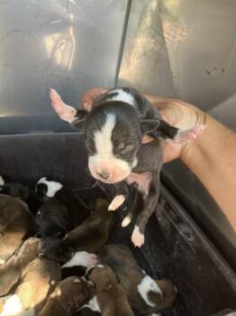INDIA -  Mixed Breed Dog for Adoption in Dallas, Texas - INDIA | PetCurious