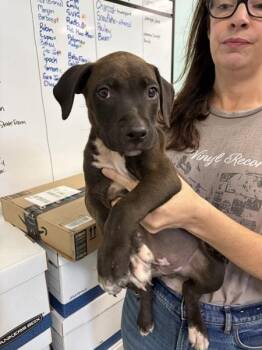 Lemon -  Mixed Breed Dog for Adoption in Mobile, Alabama - Lemon | PetCurious