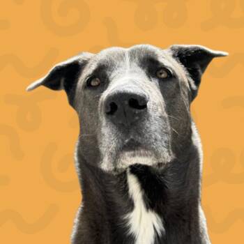 Christian -  Labrador Retriever Dog for Adoption in Reno, Nevada - Christian | PetCurious