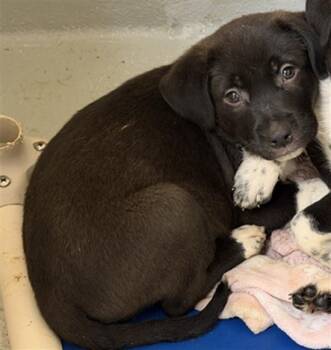 Anatolian Shepherd and Mixed Breed Dogs Available for Adoption in Tulsa, Oklahoma - FISHER | PetCurious