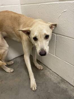 Basenji and Mixed Breed Dogs Available for Adoption in Rosenberg, Texas - GILBERT | PetCurious