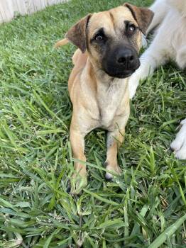 Dachshund and German Shepherd Dog Dogs Available for Adoption in Gainesville, Virginia - Romeo | PetCurious