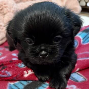 Chambray Miller -  Shih Tzu Dog for Adoption in Plano, Texas - Chambray Miller | PetCurious