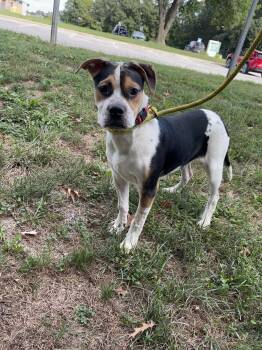 King -  Pit Bull Terrier Dog for Adoption in Kansas City, Missouri - King | PetCurious