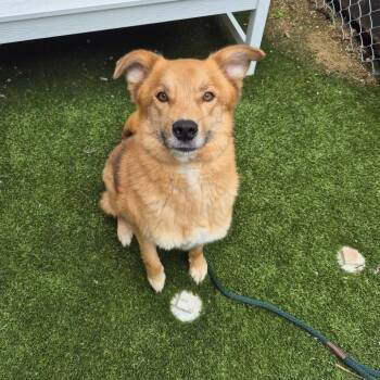 Todd -  Retriever Dog Available for Adoption in New York, New York - Todd | PetCurious
