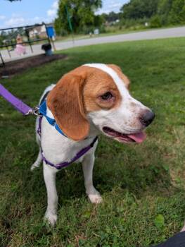 Punkin -  Beagle Dog for Adoption in Maidens, Virginia - Punkin | PetCurious