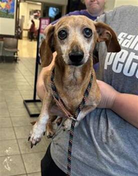 MOSES -  Dachshund Dog for Adoption in San Antonio, Texas - MOSES | PetCurious