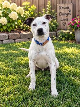 Rodan (Erin-fostered in TN) -  Hound and Labrador Retriever Dog for Adoption in Brighton, Tennessee - Rodan (Erin-fostered In TN) | PetCurious