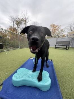 Rescue Labrador Retriever and Mixed Breed Dogs for Adoption in Fishers, Indiana - Tex | PetCurious
